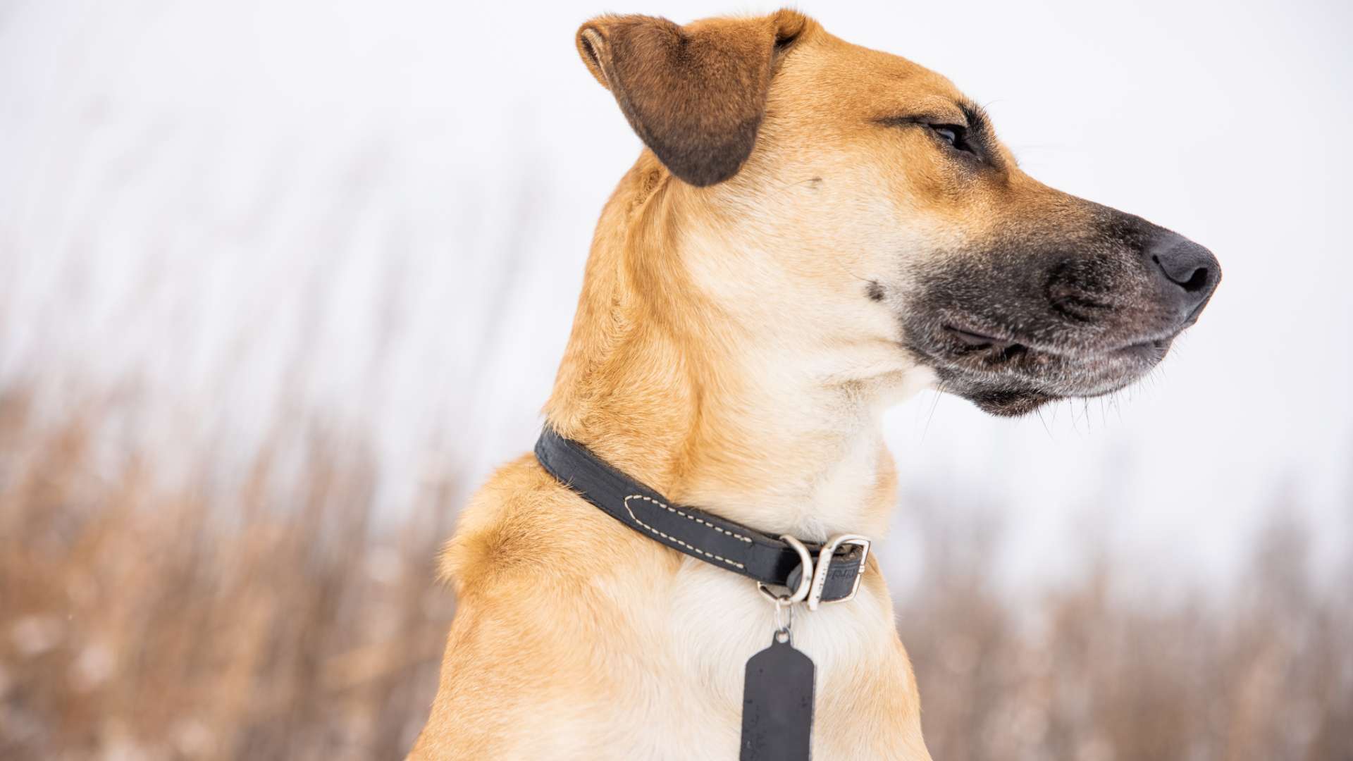 medaille-gravee-personnalisee-bijou-symbolique - Menthallo - Agence de communication à Marmande - Objets personnalisés – 2